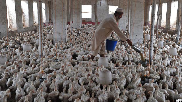 افغانستان برای بهبود مصونیت غذایی برنامه ی جدیدی مرغداری را روی دست گرفته است