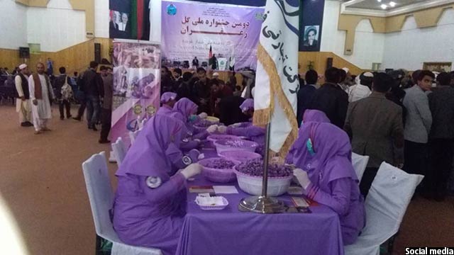 در ولایت غربی هرات، حداقل 40 شرکت تولید زعفران فعالیت دارد