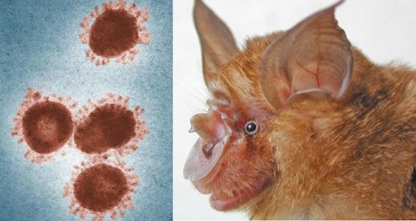 ویروس سارس اول در خفاش شروع شد و بعد به نوعی راسو که در افغانستان به نام "موش صحرایی" شناخته می‌شود، منتقل شد و بعد هم به انسان رسید.