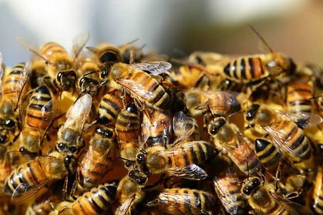 زنبورها گذشته از اینکه می‌توانند سرطان را پیش از وخیم شدن تشخیص بدهند، قادر هستند متوجه وجود بمب هم بشوند. 