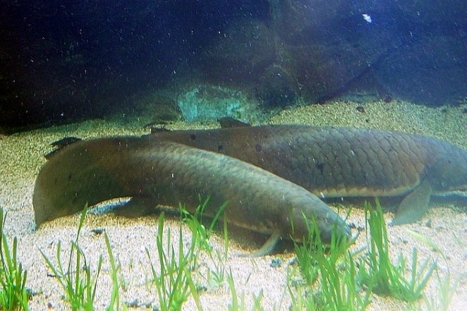 گونه‌ای باستانی از ماهی به نام شُش‌ماهی به لطف سیستم تنفسی پیچیده‌اش، می‌تواند به مدت طولانی بیرون آب زنده بماند.