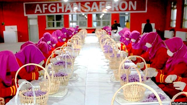 زعفران افغانستان در سه سال اخیر به صورت متواطر بهترین زعفران جهان شناخته شده است