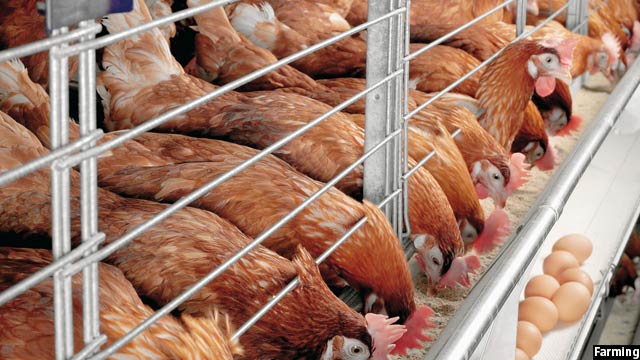 به دلیل افزایش تولیدات داخلی مرغ، واردات آن کاهش یافته است