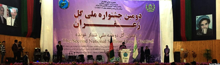 جشنواره ملی گل زعفران؛ زنان 90درصد تولیدکننده‌ی زعفران افغانستان