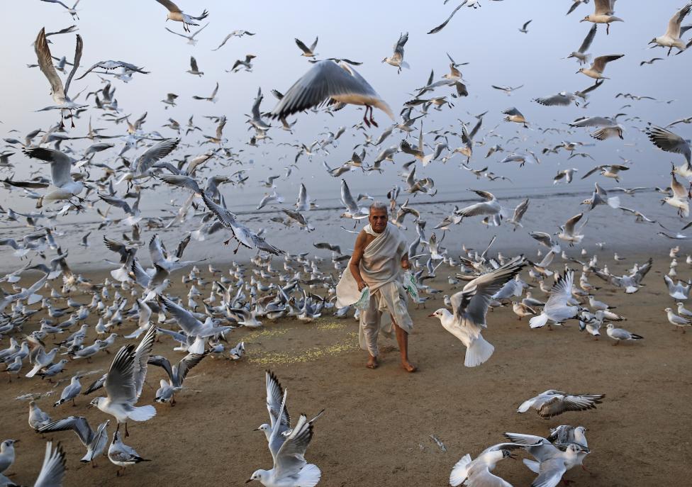 A man feeds seagulls on a beach along the Arabian Sea in Mumbai, February 9, 2016. REUTERS/Danish Siddiqui