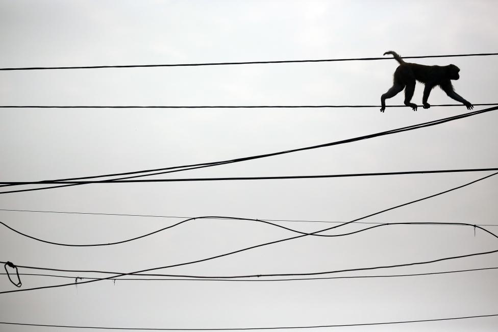 A monkey walks on power lines above a busy market in the old quarters of Delhi, February 29, 2016. REUTERS/Cathal McNaughton