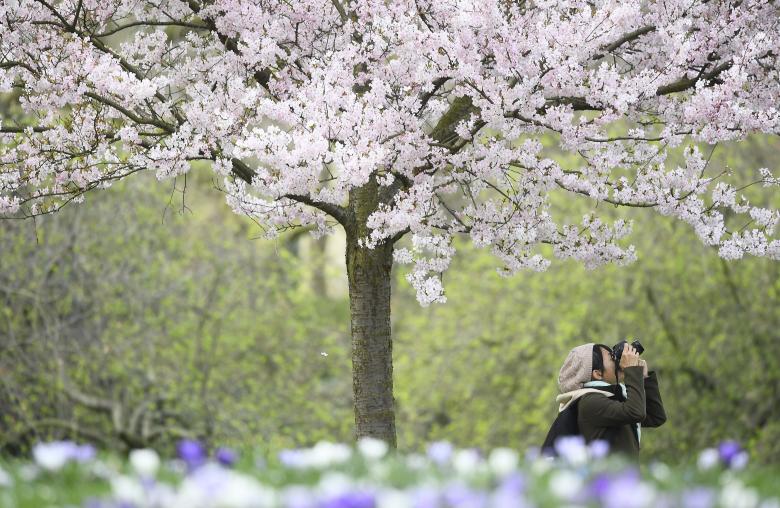 دختری حین عکاسی از شگوفه‌های درخت در پارک سنت جیمز در لندن. / عکس: رویترز