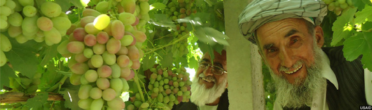 نیاز به سرمایه‌گذاری استراتژیک؛ رشد چشم‌گیر و زمینه مناسب تولید انگور در افغانستان