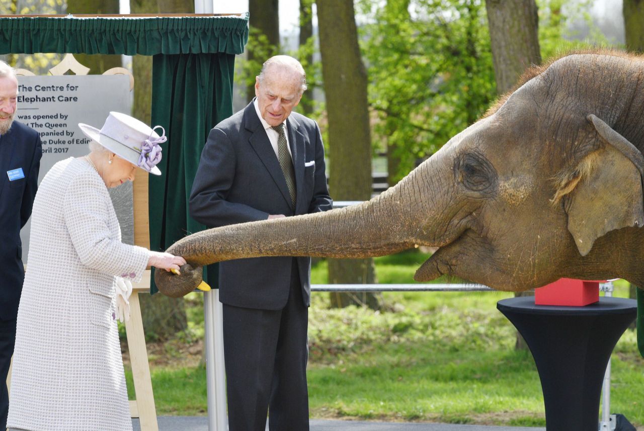 ملکه‌ی انگلستان در جریان دادن کیله (موز) به فیلی در باغ وحش ویپسند / عکس: ای پی