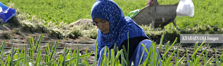 کار در مزرعه؛ شرح زندگی 4 زن کشاورز در حومه پایتخت افغانستان