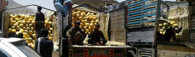 معضل صادرات؛ فاسد شدن 18 تُن خربوزه افغانستان در تاجکستان