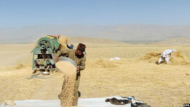 afghanistan-wheat9