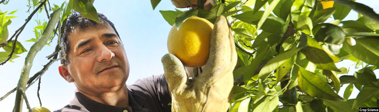 روش جدید باغ‌داری؛ روزنه‌ای برای توسعه محصولات و افزایش شغل در روستاهای افغانستان