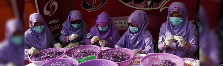 پایتخت زعفران افغانستان؛ سومین جشنواره گل زعفران و درآمد 13 میلیون دالری کشاورزان هراتی
