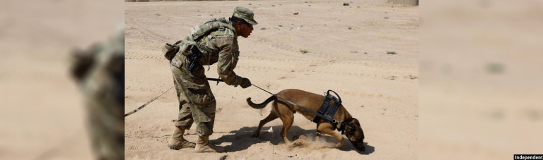 یافته های تازه ارتش آمریکا؛ با سگ های آموزش دیده ردیاب مواد انفجاری پس از بازگشت از افغانستان بدرفتاری شده است