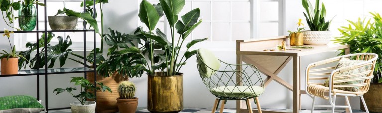 ۸ گیاه قدرتمند که هوای داخل خانه را تمیز می کنند