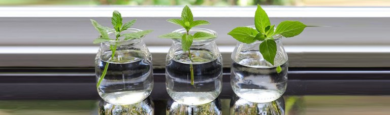۶ گیاه دارویی مغذی که می‌توانید در آب پرورش بدهید (بدون نیاز به خاک)