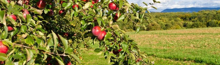 افزایش احتمالی ۳۳ درصدی حاصلات سیب/ برداشت سیب بامیان به ۳۰ هزار تن خواهد رسید
