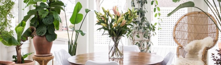 ۸ گیاه که انرژی مثبت در فضای خانه منتشر می کنند