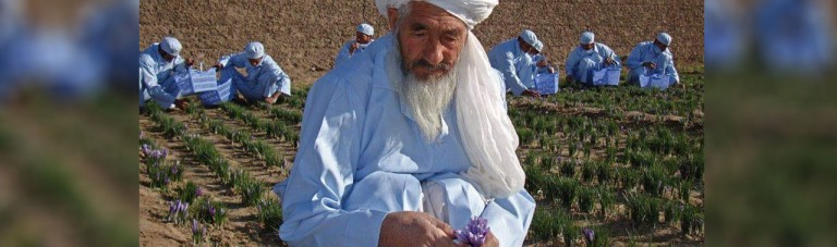 ۲۵ سال تلاش در ترویج زعفران؛ بابای زعفران افغانستان درگذشت