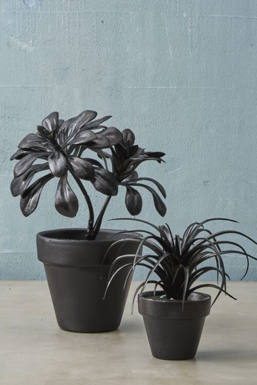 گیاهان سیاه