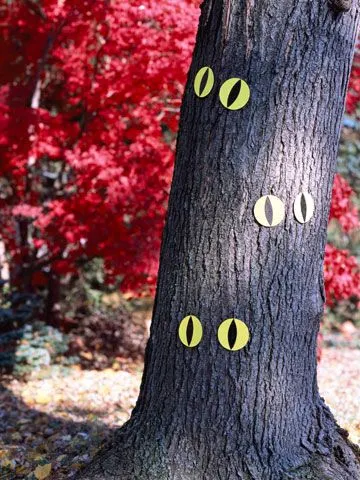 چسباندن چشم به درختان اطراف خانه