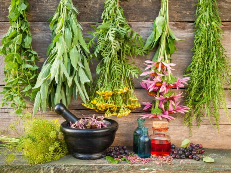 گیاهان دارویی: 10 گیاه مفید در درمان بیماری ها از داروخانه طبیعت