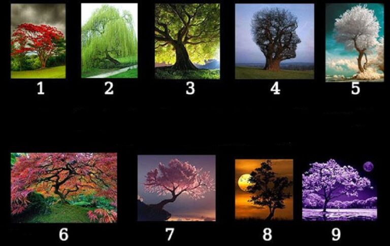 شخصیت شناسی با درخت:با انتخاب یکی از این درخت ها، خود را بهتر بشناسید!!