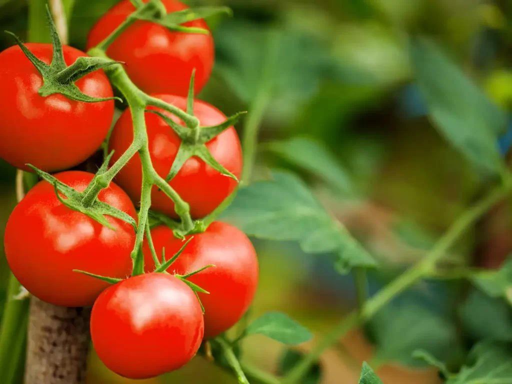 عوارض جانبی گوجه فرنگی درمان خانگی رگ های عنکبوتی
