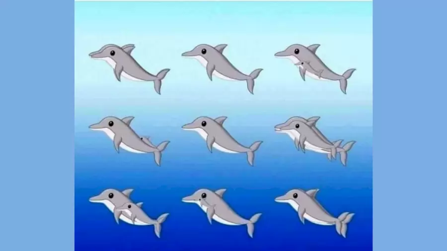 آزمون هوش دلفین ها