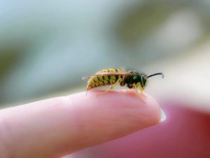 فواید نیش زنبور عسل: ۸ فایده نیش زنبور برای سلامتی + عوارض جانبی
