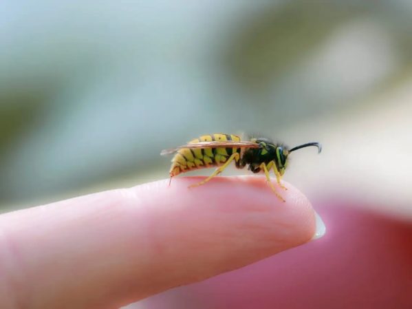 درمان با استفاده از نیش زنبور عسل