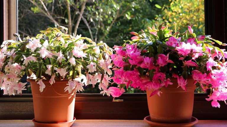 ‌ بهترین گل های آپارتمانی؛  ۵ گیاهی که حتی افراد مبتدی از عهده نگهداری آن بر می‌آیند!