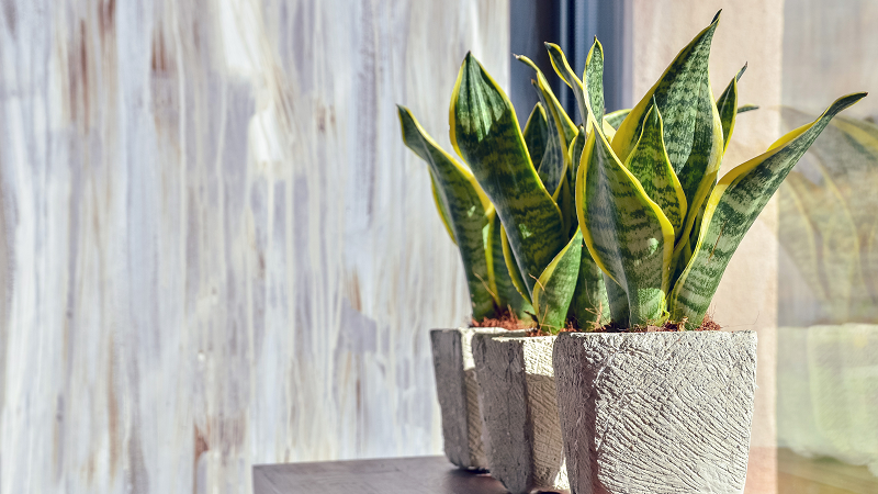 گیاه ماری
گیاهان آپارتمانی که استرس را کاهش می دهند