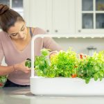 5 گیاه خوراکی مفید که می توانید در آشپزخانه پرورش دهید!