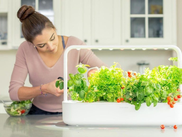 5 گیاه خوراکی مفید که می توانید در آشپزخانه پرورش دهید!