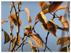 برای تشخیص پرنده در تصویر 10 ثانیه فرصت دارید!