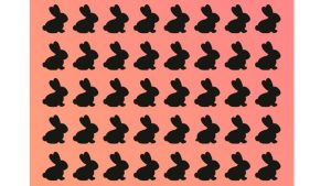 اگر چشمان تیزبینی دارید در 11 ثانیه خرگوش متفاوت را پیدا کنید!