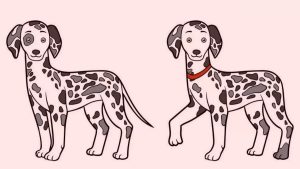 پازل بینایی تفاوت سگ ها؛ آیا می توانید 5 تفاوت دو سگ را در 14 ثانیه تشخیص دهید؟