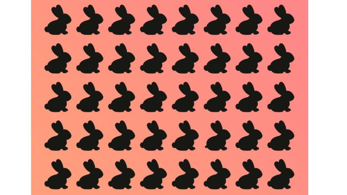 خرگوش متفاوت را تشخیص دهید