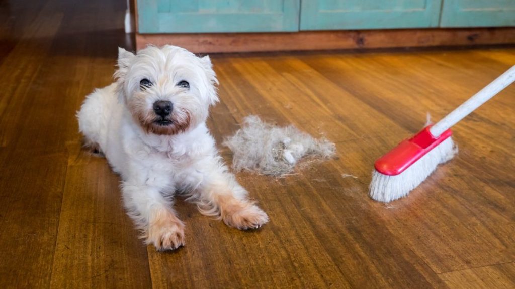 تمیز کردن موی حیوان خانگی در خانه