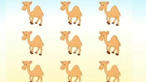 آزمون بینایی شتر؛ آیا می توانید در 5 ثانیه بگویید چند شتر در تصویر وجود دارد؟