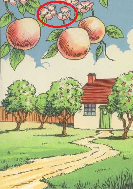 اشتباه درخت سیب