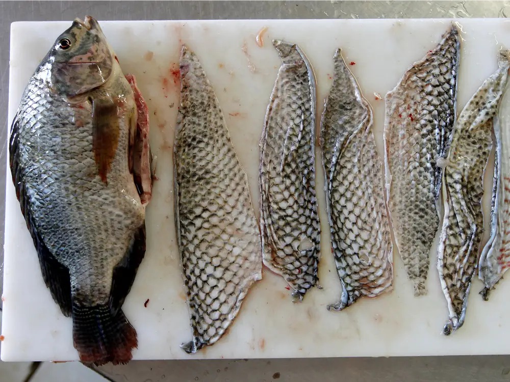 درمان زخم سوختگی با پوست ماهی