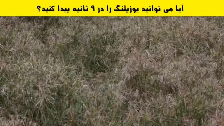 آیا می توانید در 9 ثانیه یوزپلنگ استتار شده را پیدا کنید؟