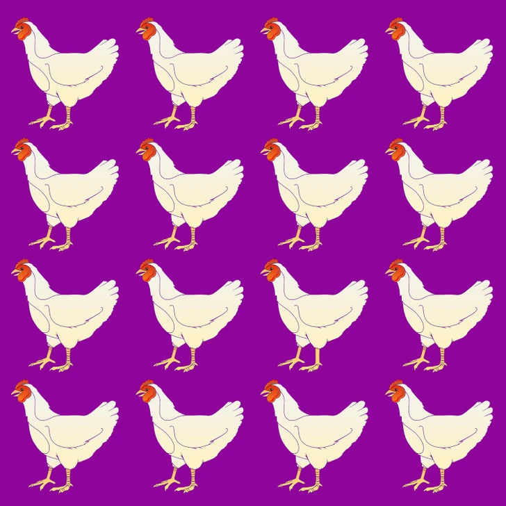 کدام مرغ متفاوت از بقیه مرغ‌ها فرق دارد؟