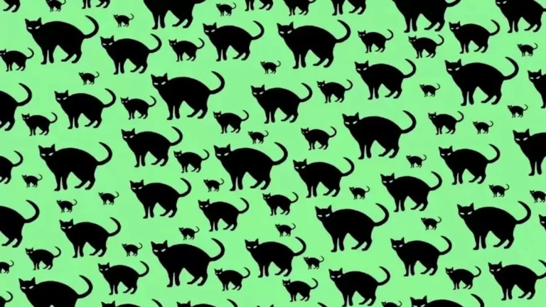 آزمون بینایی موش پنهان: آیا می توانید موش مخفی در بین گربه ها را در 8 ثانیه پیدا کنید؟