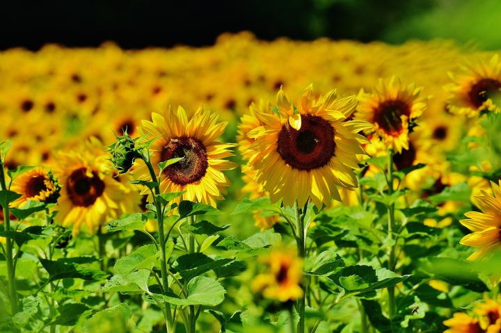نحوه کاشت گل آفتابگردان در گلدان - آفات گیاه آفتابگردان