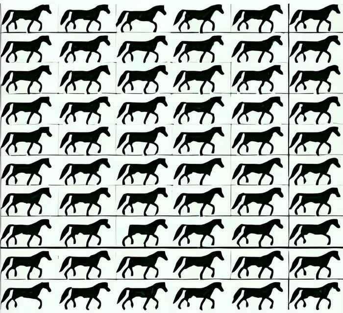 کدام اسب بی دم است؟