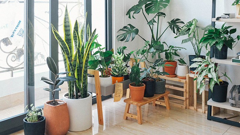 15 گیاه مناسب برای قرار دادن در قسمت های مختلف خانه